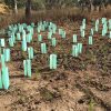 corflute tree guards, plant protectors