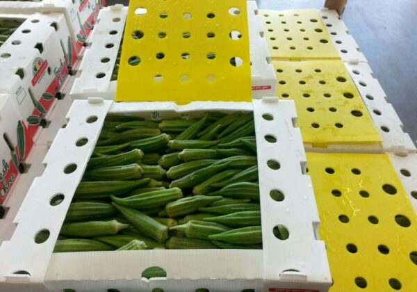 corrugated box plastic for Okra - Image 4